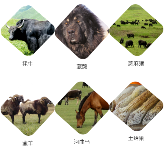 【甘南政府招商推介】立足生態優勢，推動綠色發展，打造青藏高原上的生態文明高地