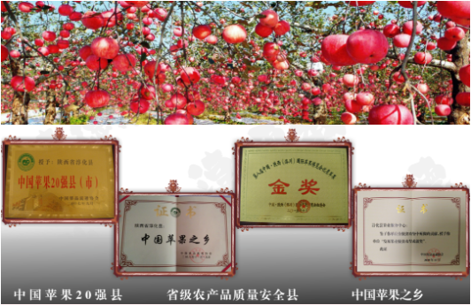集團全力助推陜西淳化縣委托招商引資，打造優勢特色產業集群